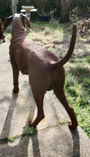 Large Weathered Cast Iron Standing Statue of a Hunting Dog A very handsome Chap